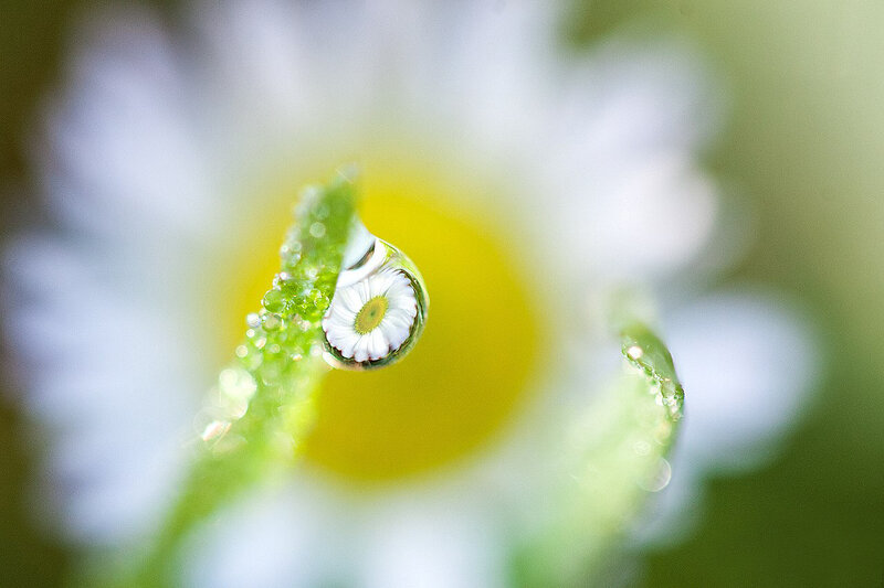 Daisy with Water Droplet — White, Serene, Morning, Photograph