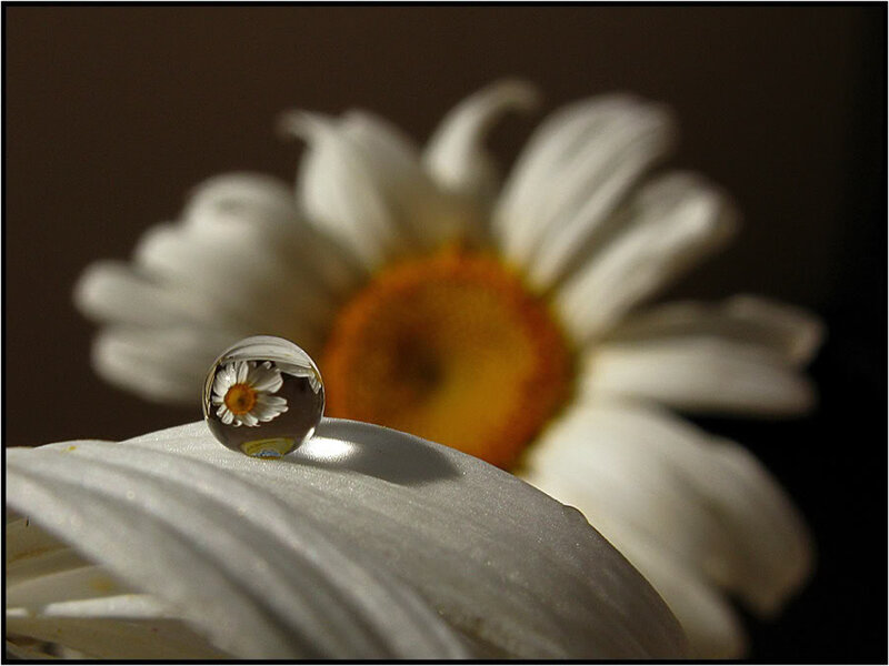 Daisy with Water Droplet — White, Serene, Photograph, Flower