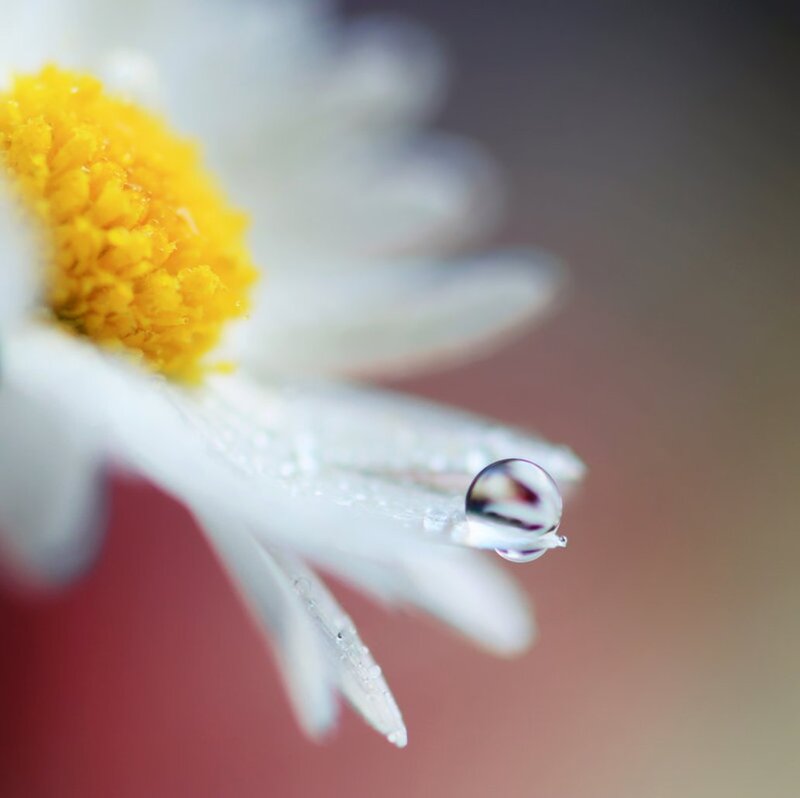 Daisy with Water Droplet — White, Serene, Photograph