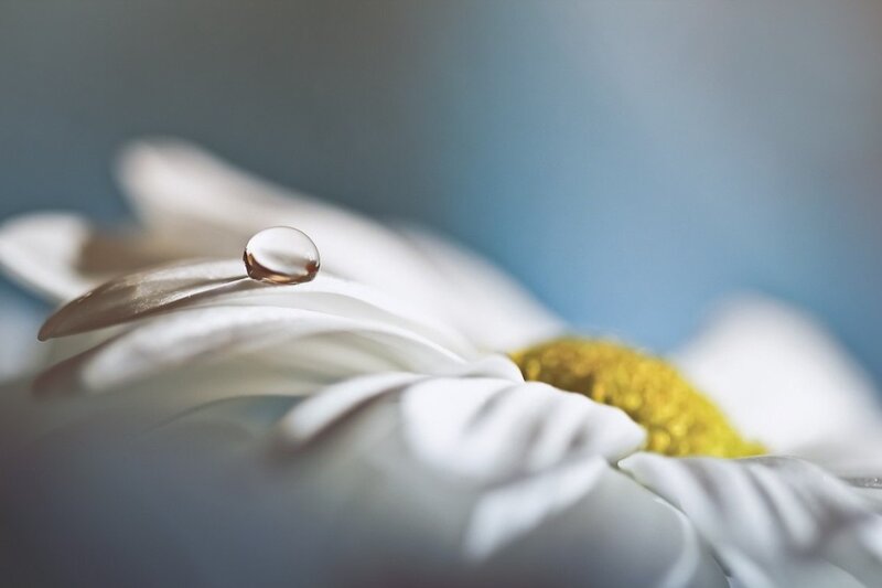 Daisy with Water Droplet — White, Serene, Photograph, Water Droplet
