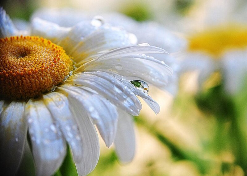 Daisy with Water Droplet — White, Serene