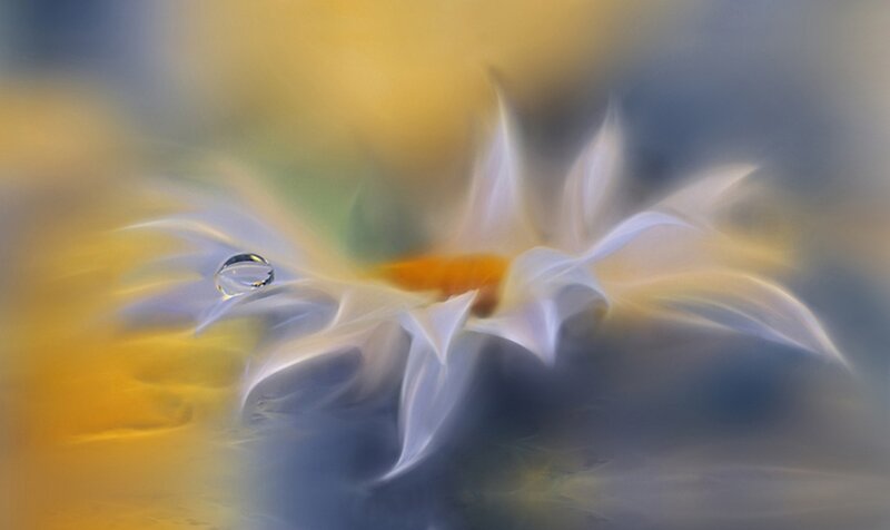 Daisy with Water Droplet — Yellow