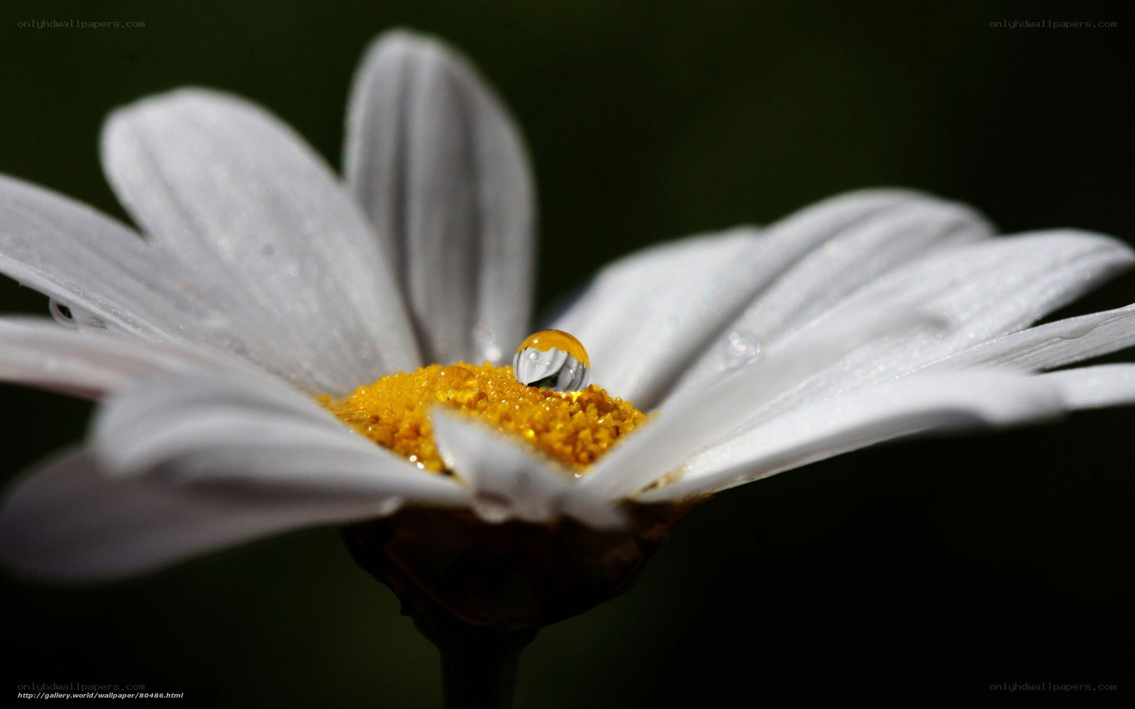 Daisy with water droplet