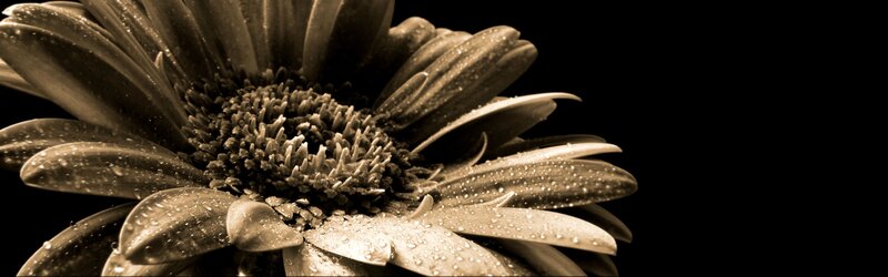 daisy with water droplets