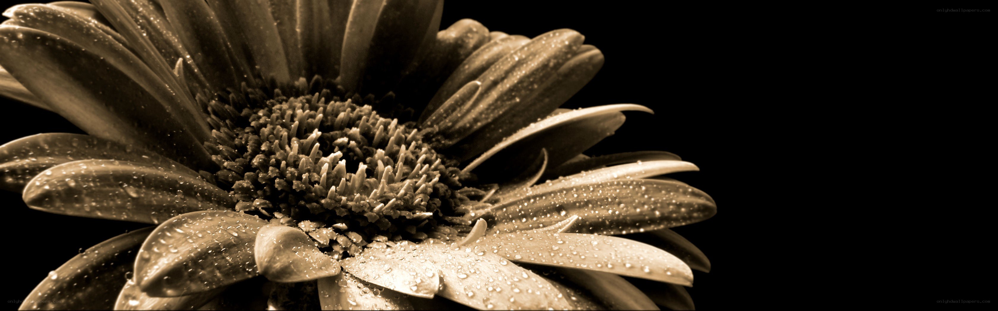 daisy with water droplets
