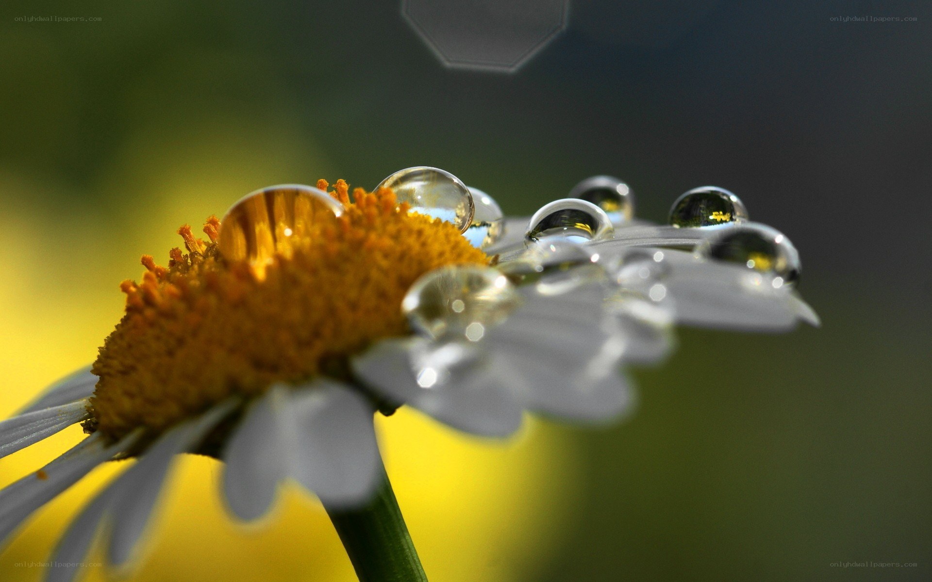 daisy with water droplets