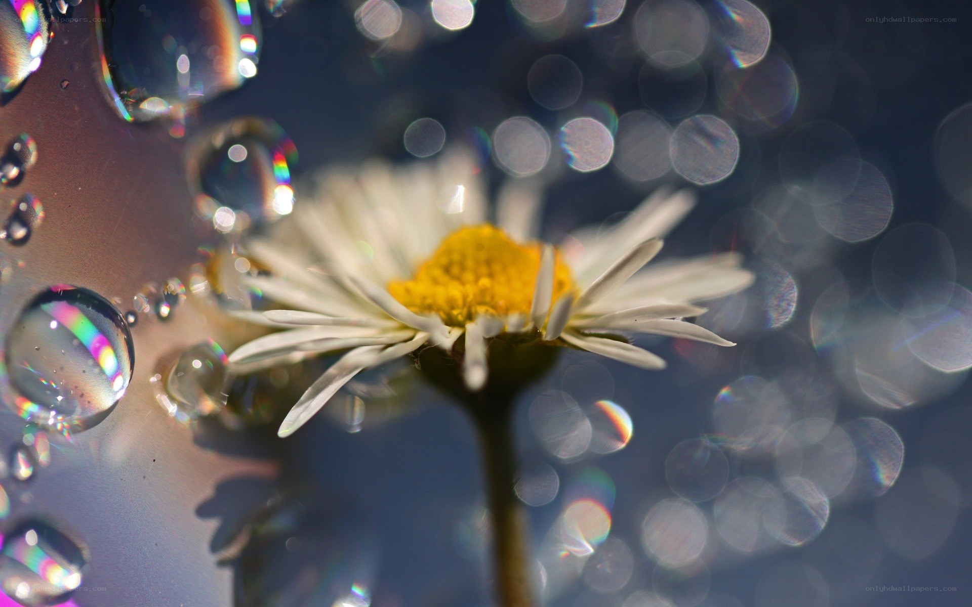 Daisy with water droplets