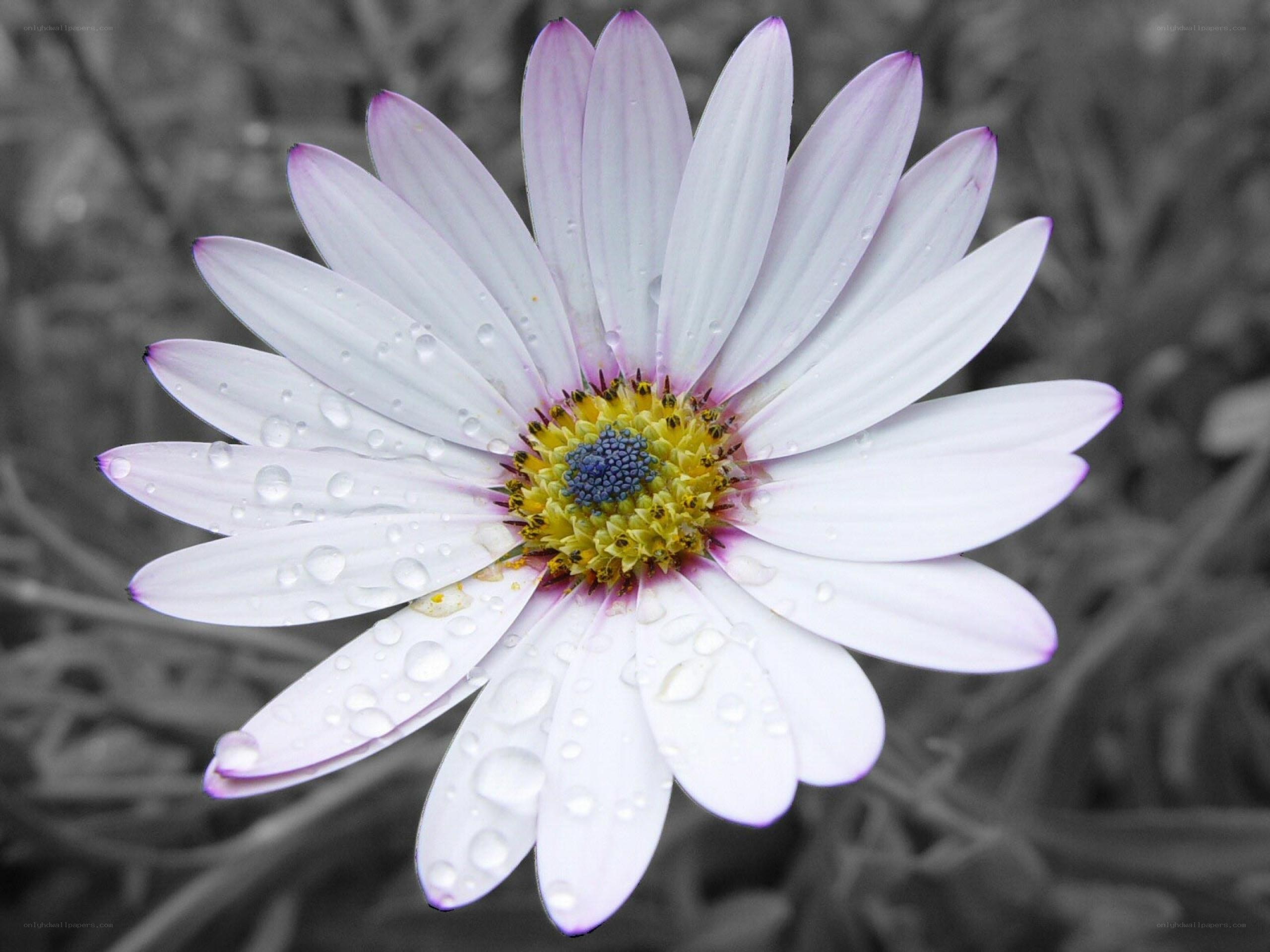 daisy with water droplets
