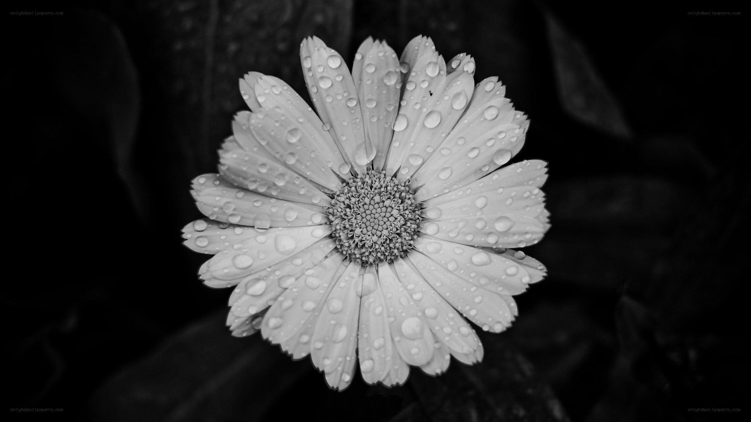 daisy with water droplets