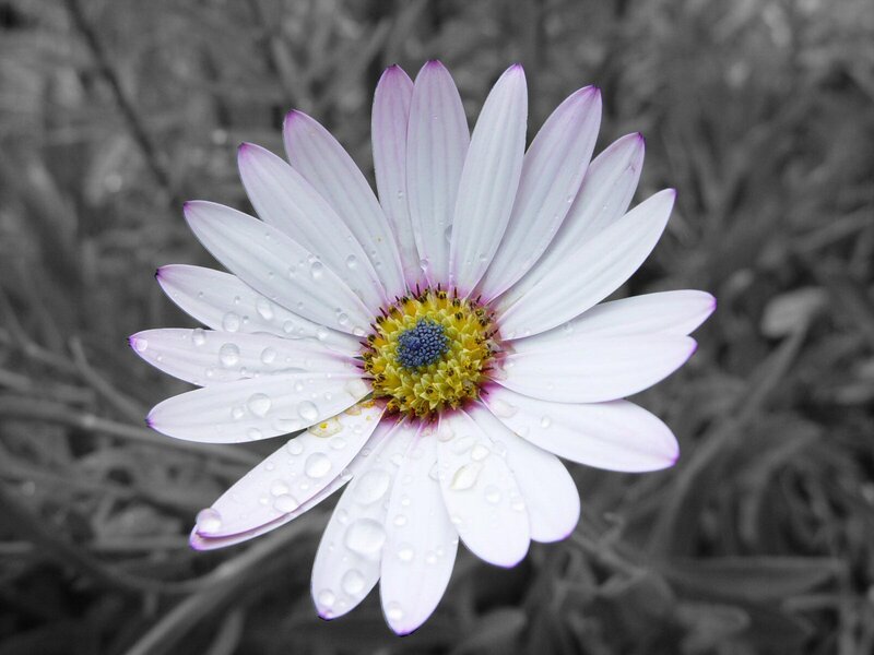 daisy with water droplets