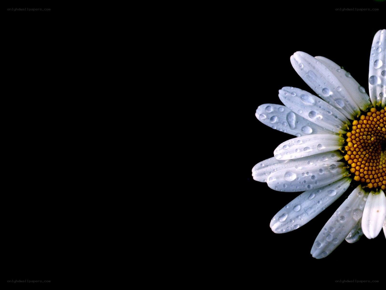 daisy with water droplets