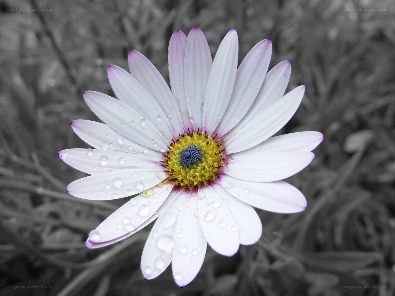 daisy with water droplets