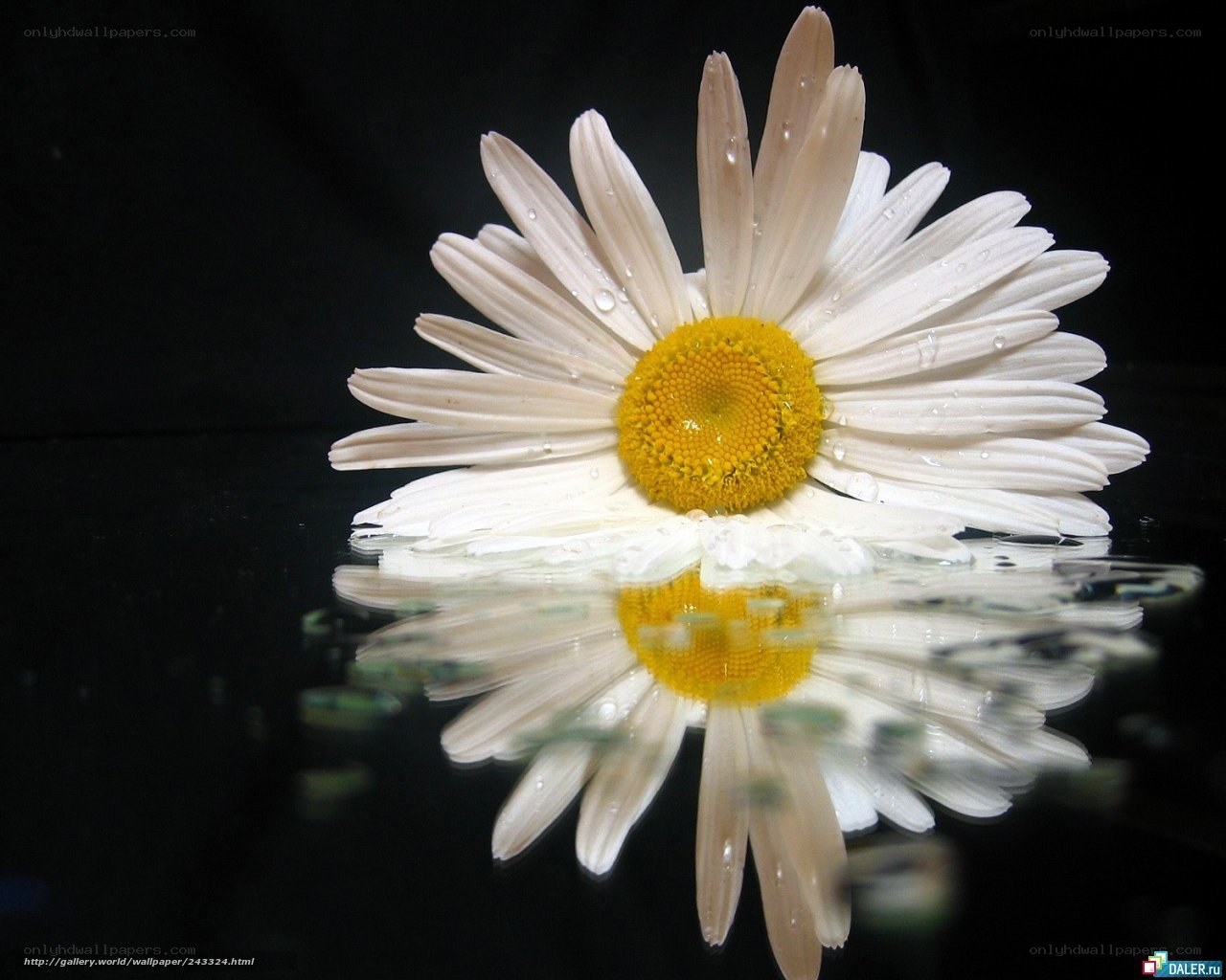 daisy with water droplets