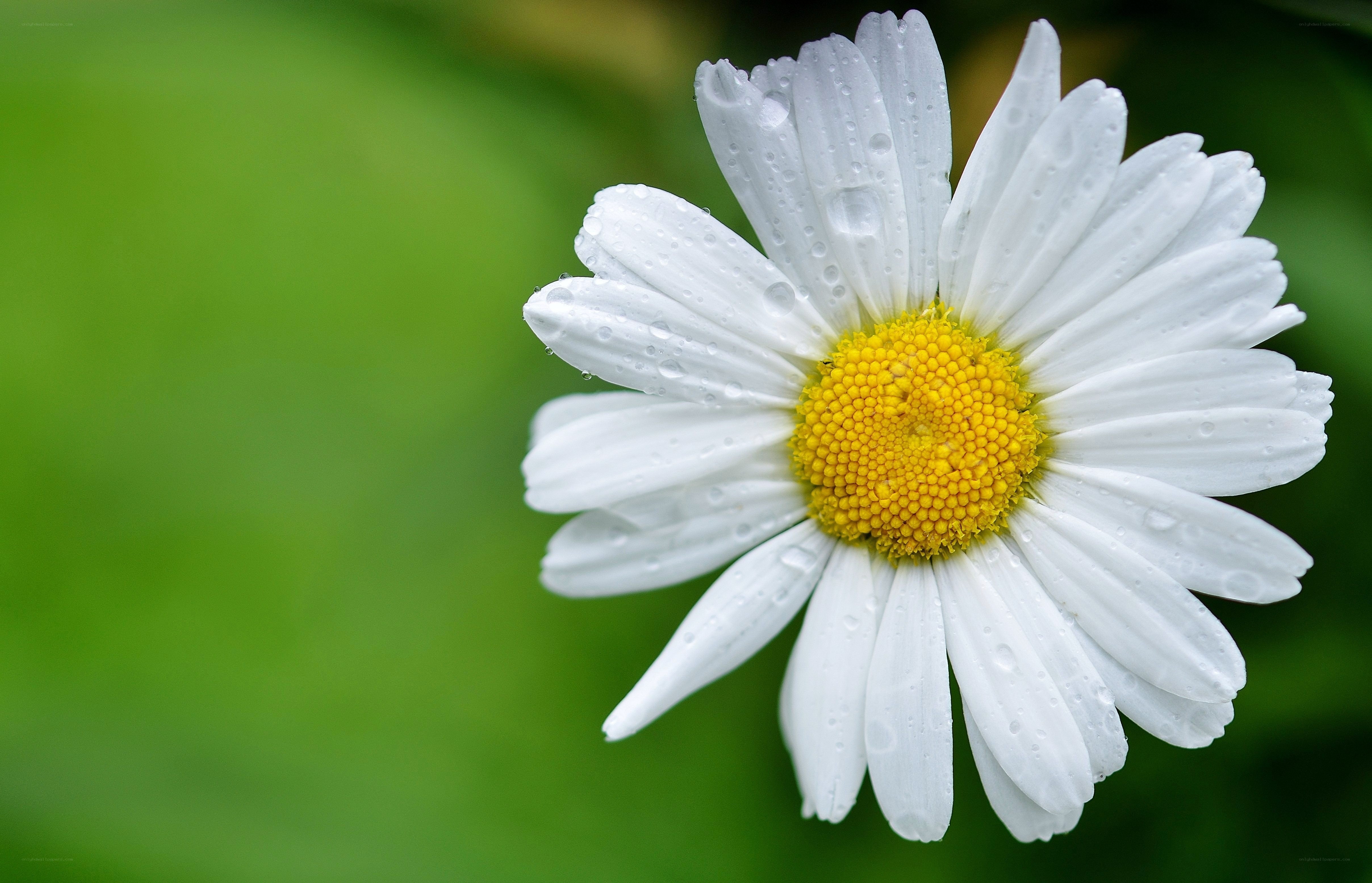 Daisy with water droplets