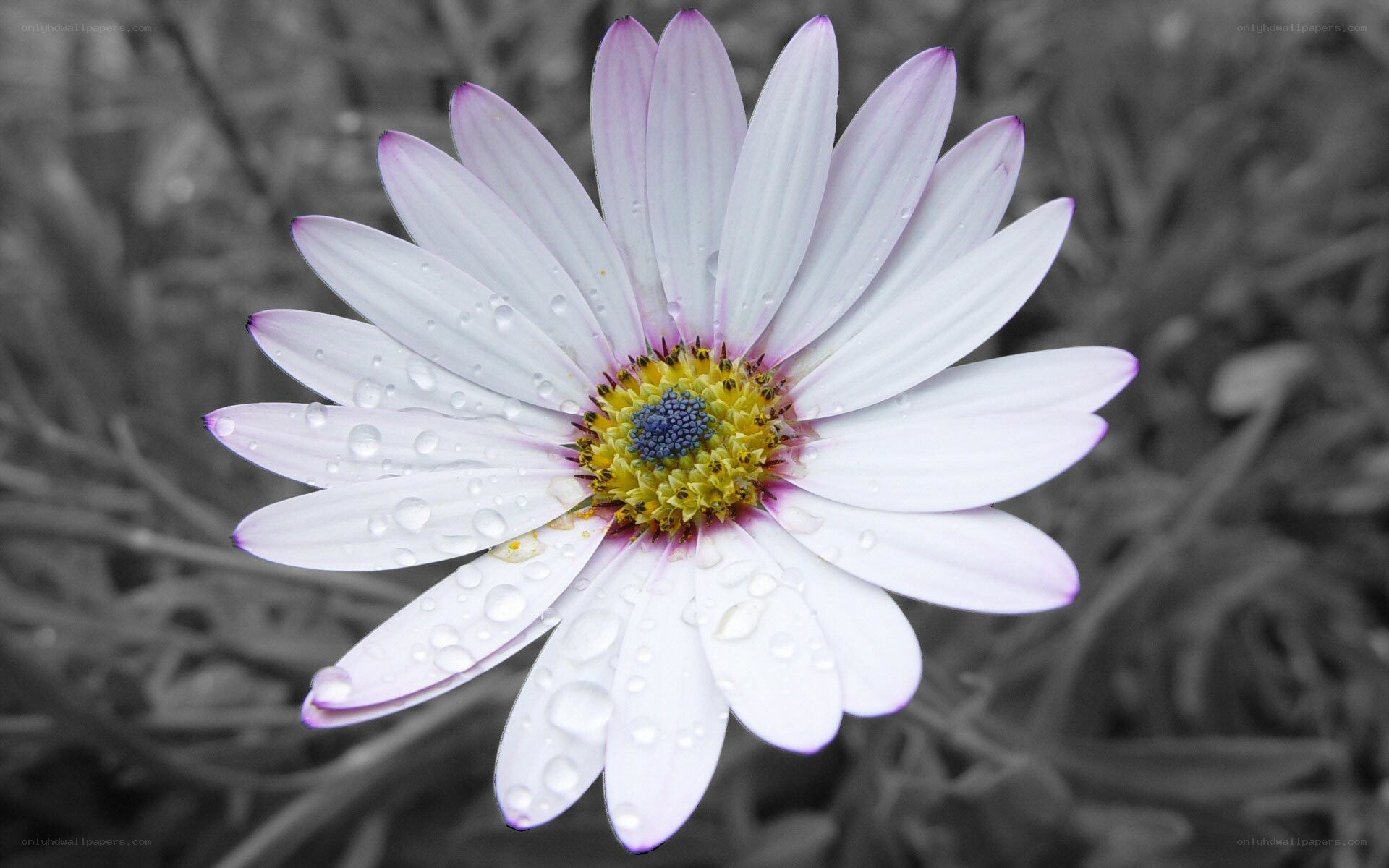 daisy with water droplets