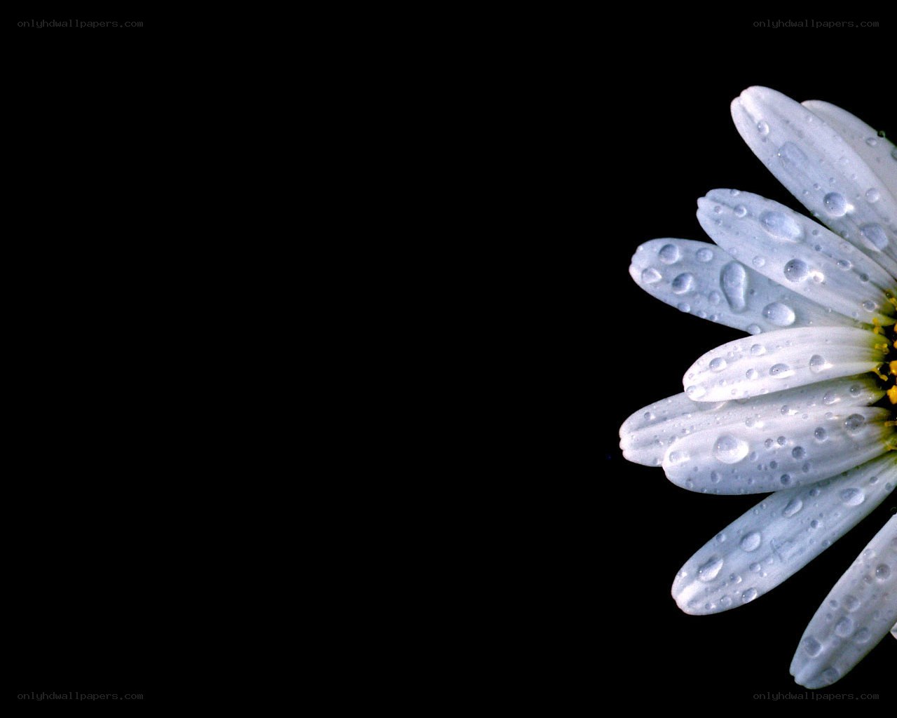 daisy with water droplets