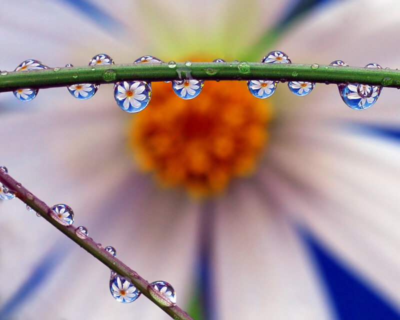 Daisy with Water Droplets — Blue