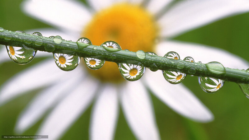 Daisy with Water Droplets — Green