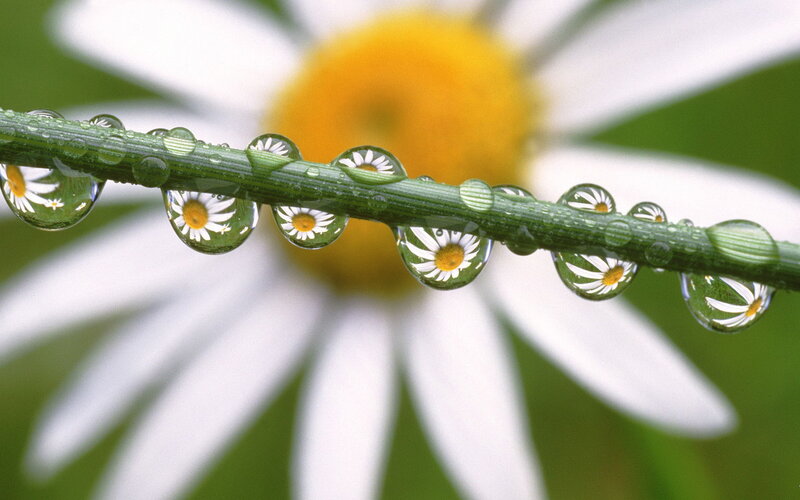 Daisy with Water Droplets — White, Serene, Morning, Photograph, Flower, Stem