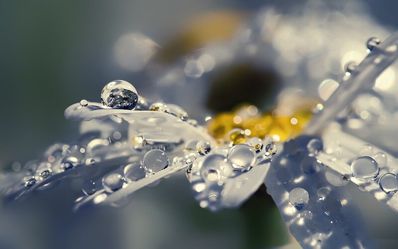 Daisy with Water Droplets — White, Serene, Morning, Photograph, Flower