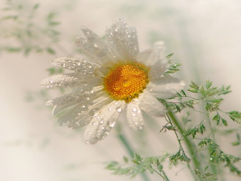 Daisy with Water Droplets — White, Serene, Morning, Photograph, Water Droplets
