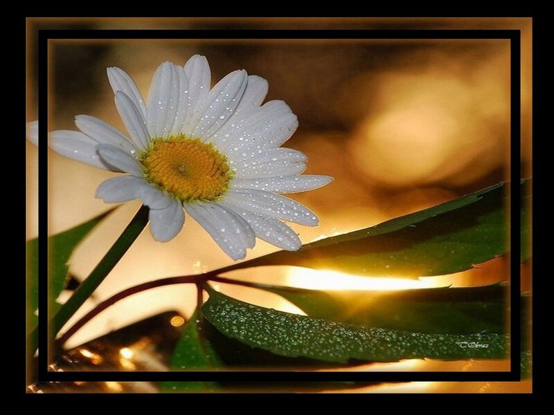 Daisy with Water Droplets — White, Serene, Morning