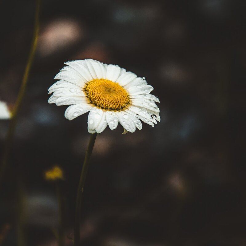 Daisy with Water Droplets — White, Serene, Photograph
