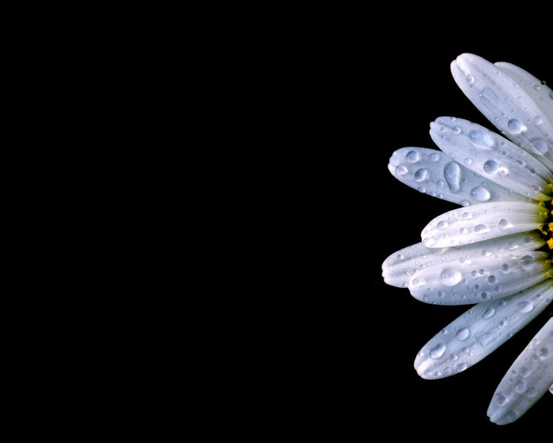 Daisy with Water Droplets — White, Serene, Photograph, Water Droplets, Black Background