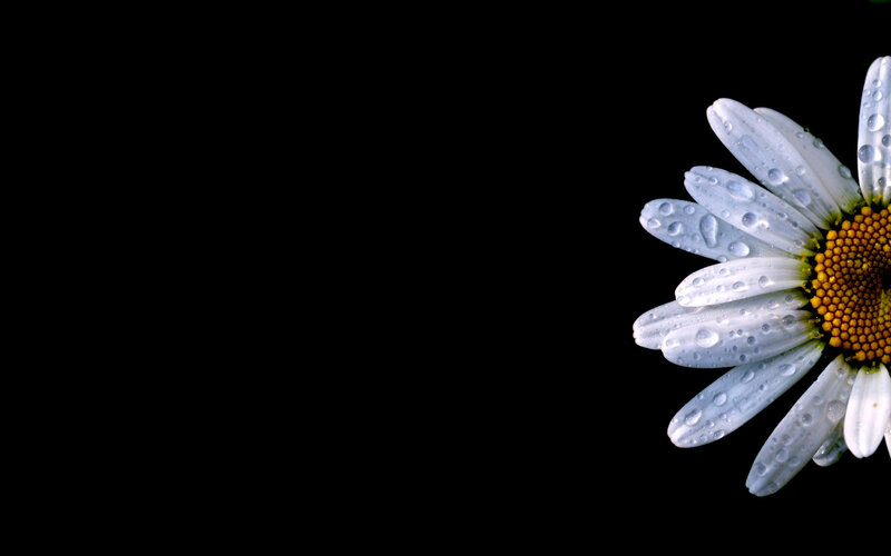Daisy with Water Droplets — White, Serene