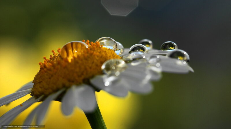 Daisy with Water Droplets — Yellow, Serene, Morning