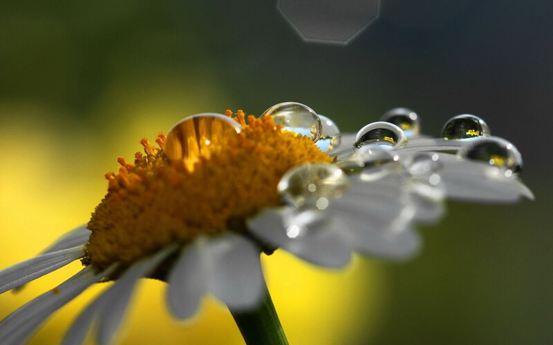 Daisy with Water Droplets — Yellow, Serene