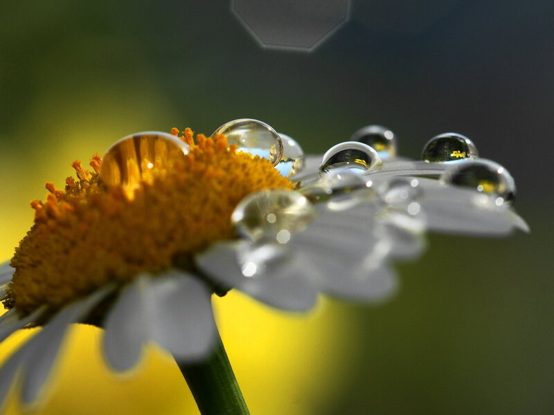 Daisy with Water Droplets — Yellow