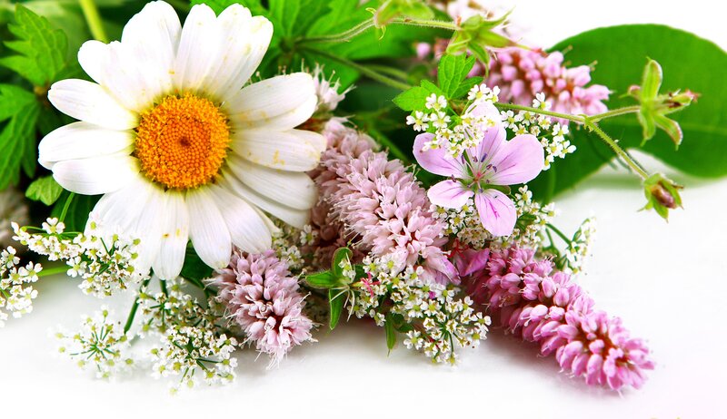 Daisy with Wildflowers