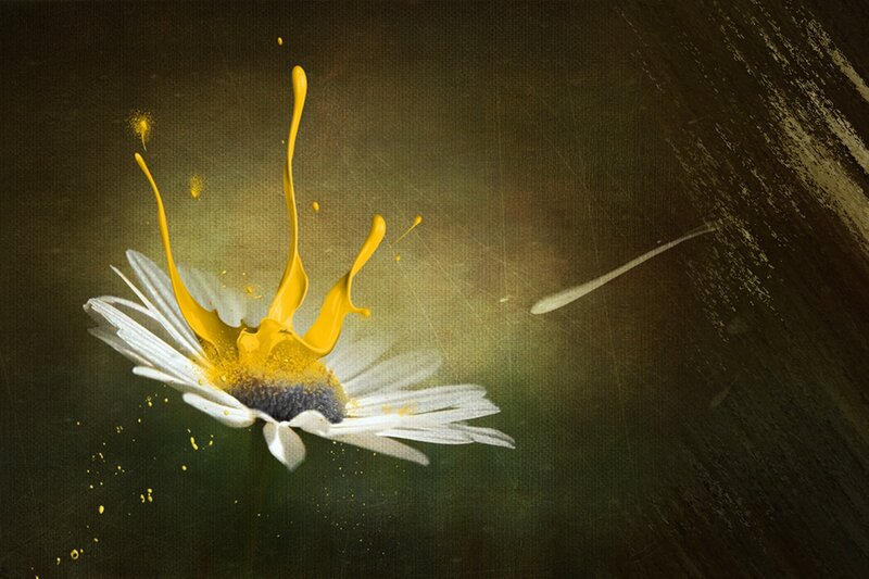 Daisy with Yellow Paint