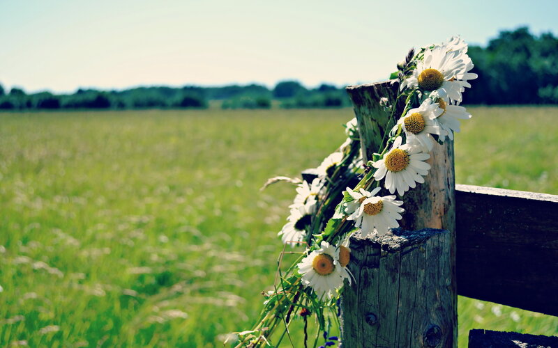Daisy Wreath on Fence