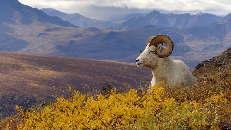Dall sheep in autumn mountains