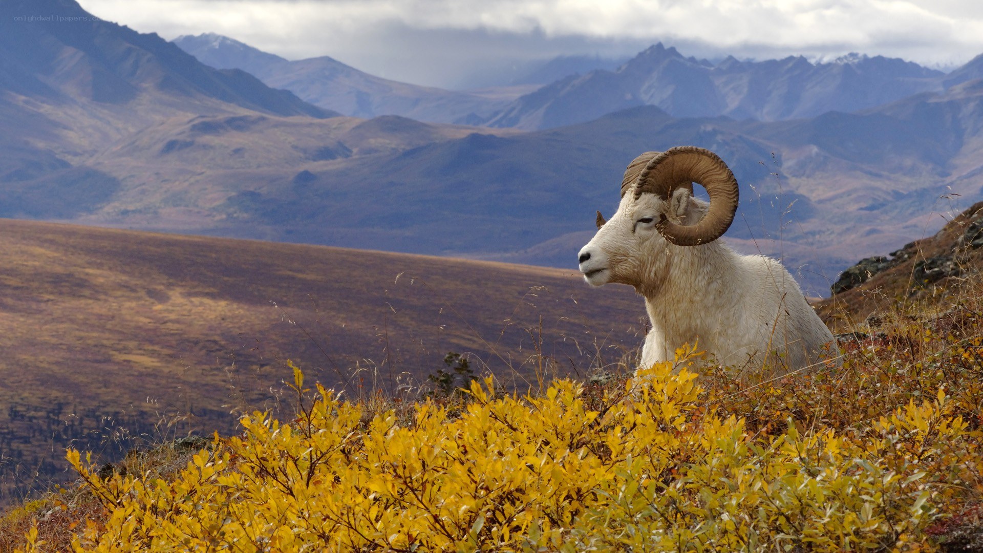 Dall sheep in autumn mountains