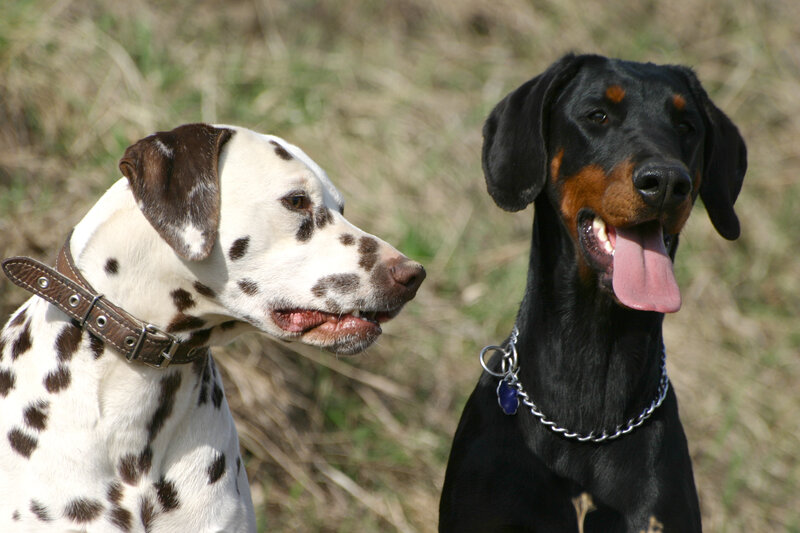 Dalmatian and Doberman