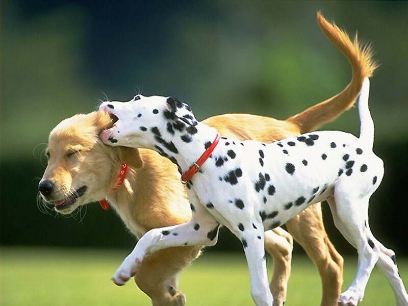 Dalmatian and golden retriever playing