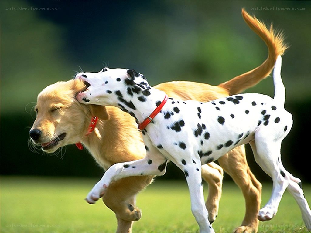 Dalmatian and golden retriever playing