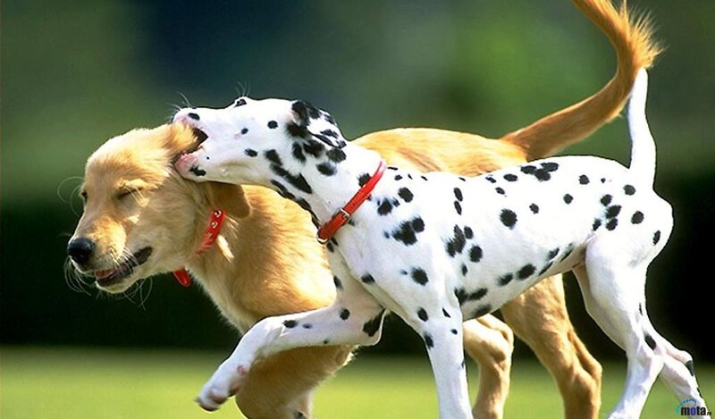 Dalmatian and Golden Retriever