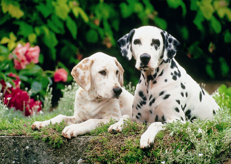 Dalmatian and Puppy