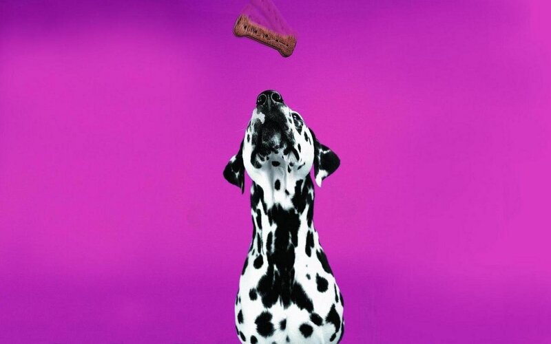 Dalmatian catching a treat