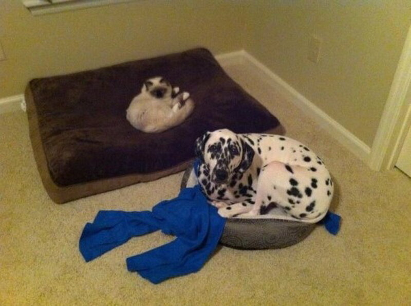 Dalmatian Dog and Cat — Brown