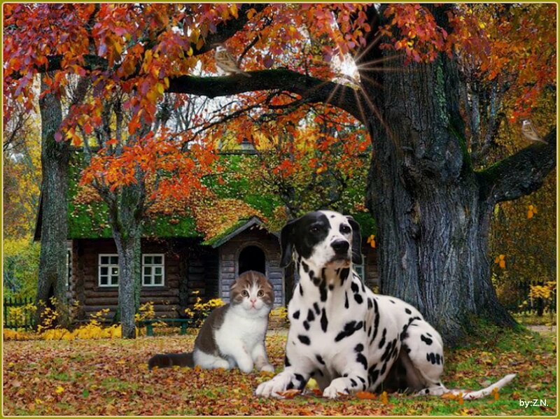 Dalmatian Dog and Cat — Orange