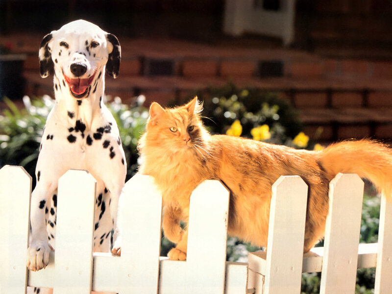 Dalmatian Dog and Cat