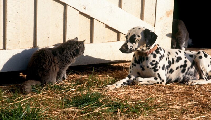 Dalmatian Dog and Cat — White