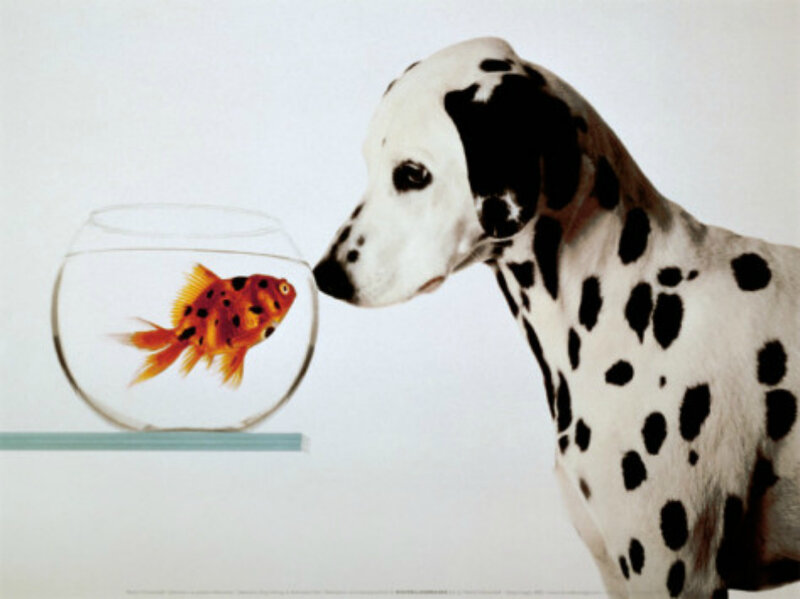 Dalmatian Dog and Goldfish