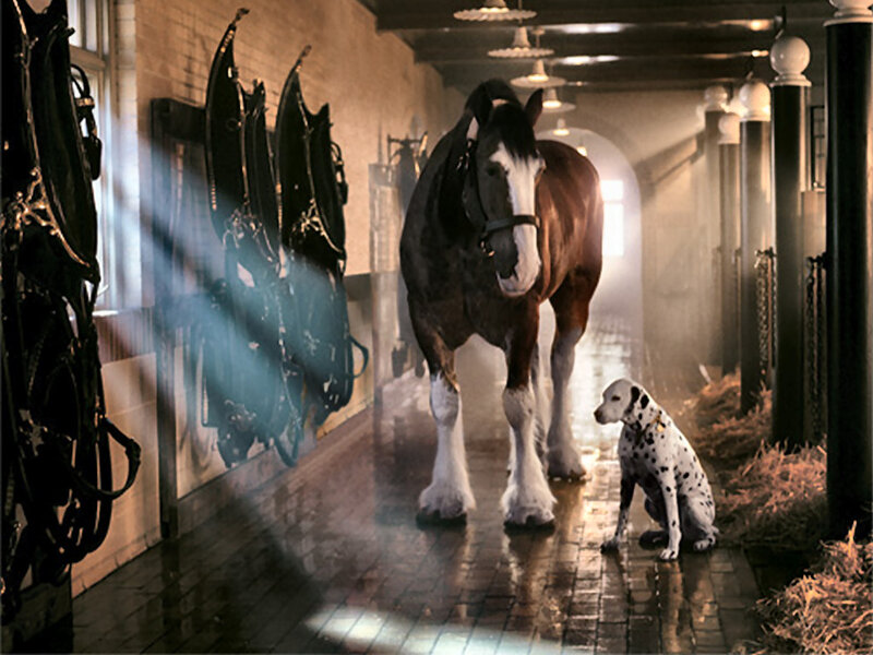 Dalmatian Dog and Horse