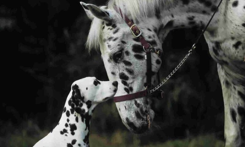 Dalmatian dog and spotted horse